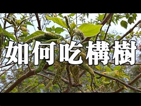 構樹果實可以吃嗎|構樹茶怎麼煮？構樹功效、禁忌&構樹茶副作用介紹 –。